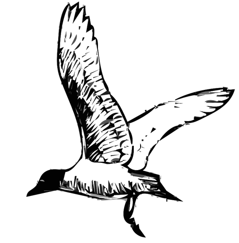 Franklins 鸥鸟在飞行矢量图像